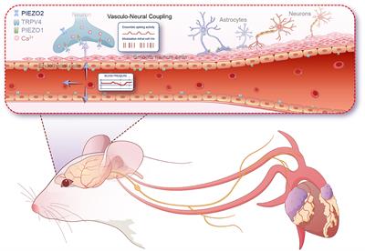 Rapid coupling between vasculature and neurons through mechanosensitive channels in the olfactory lobe